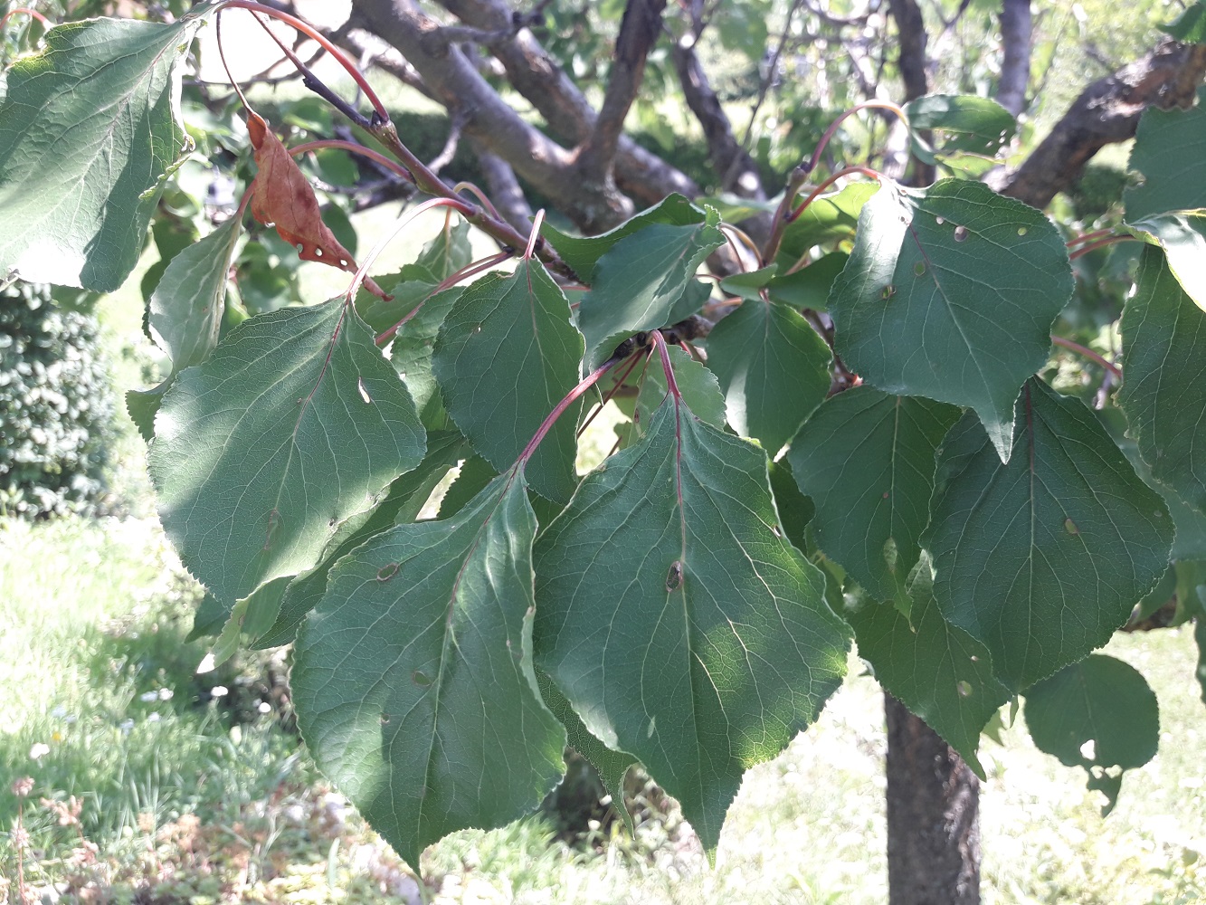 apricot