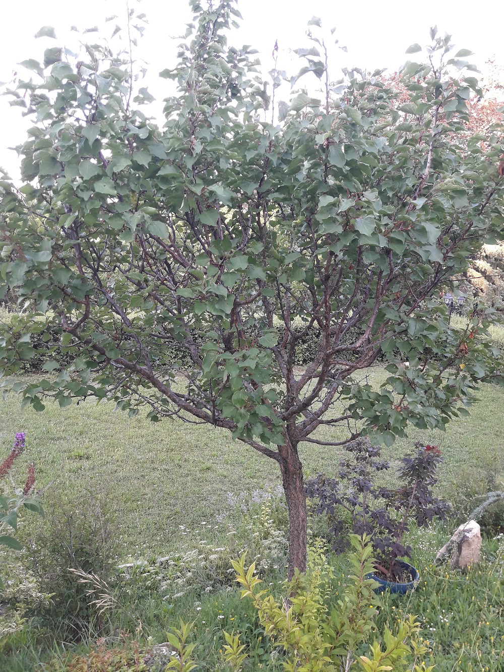 apricot