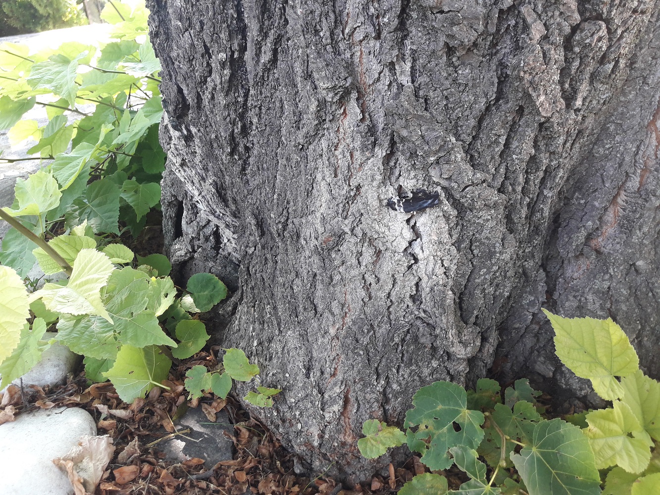 Black marks are pesticide injection marks