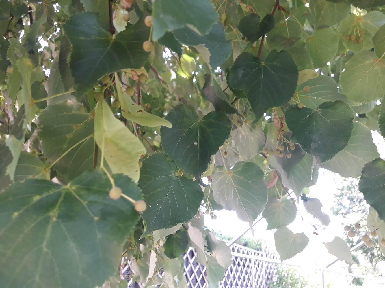 heart shaped leaves