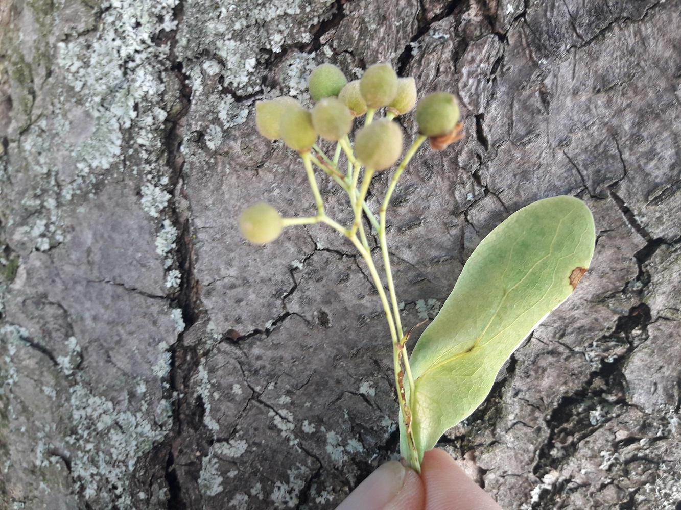 linden fruits