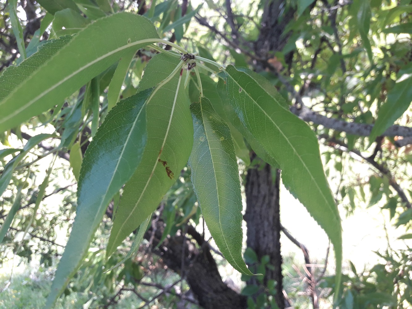 tree