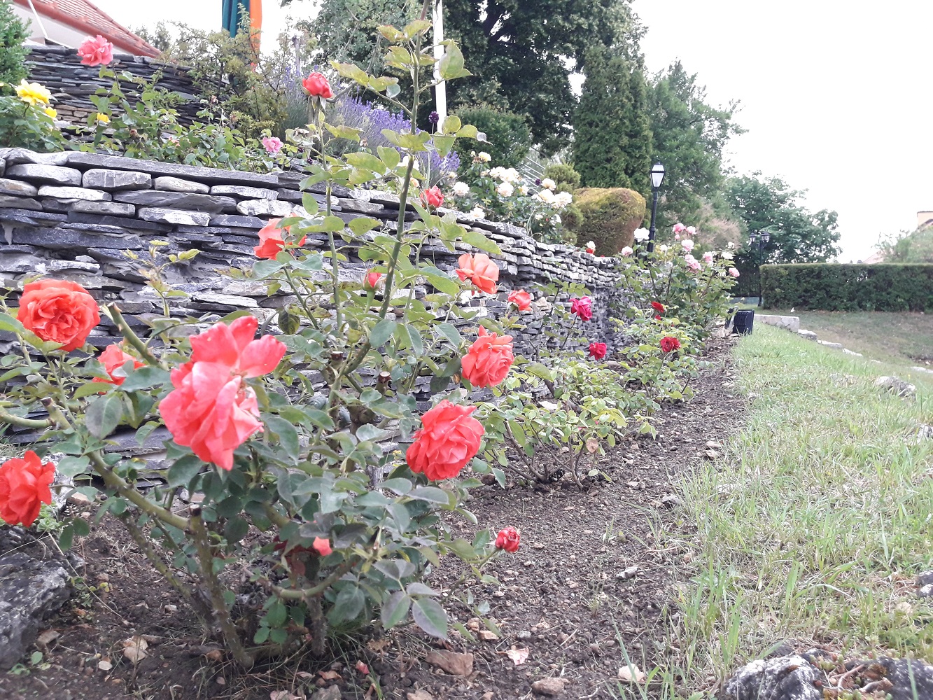 Rose bed