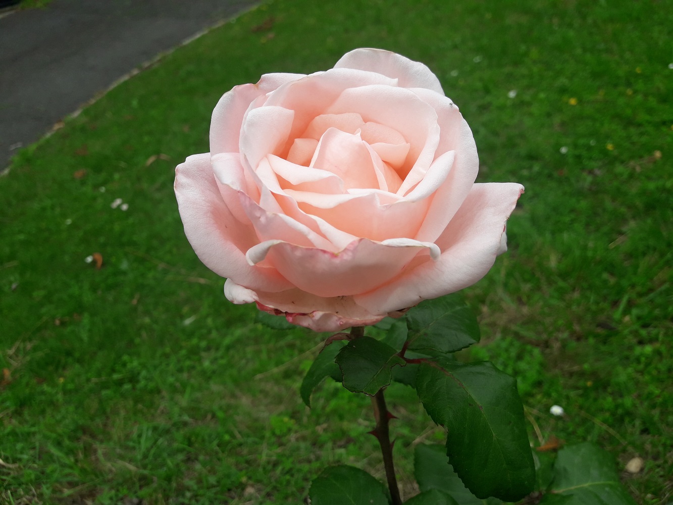 Rose bed