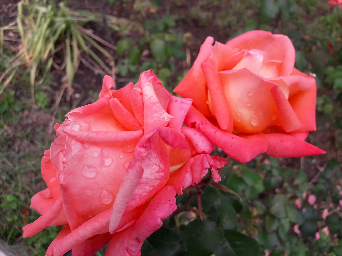 Rose bed