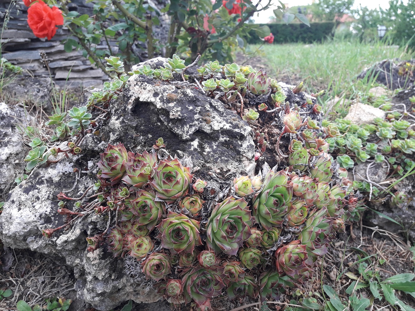 Rose bed