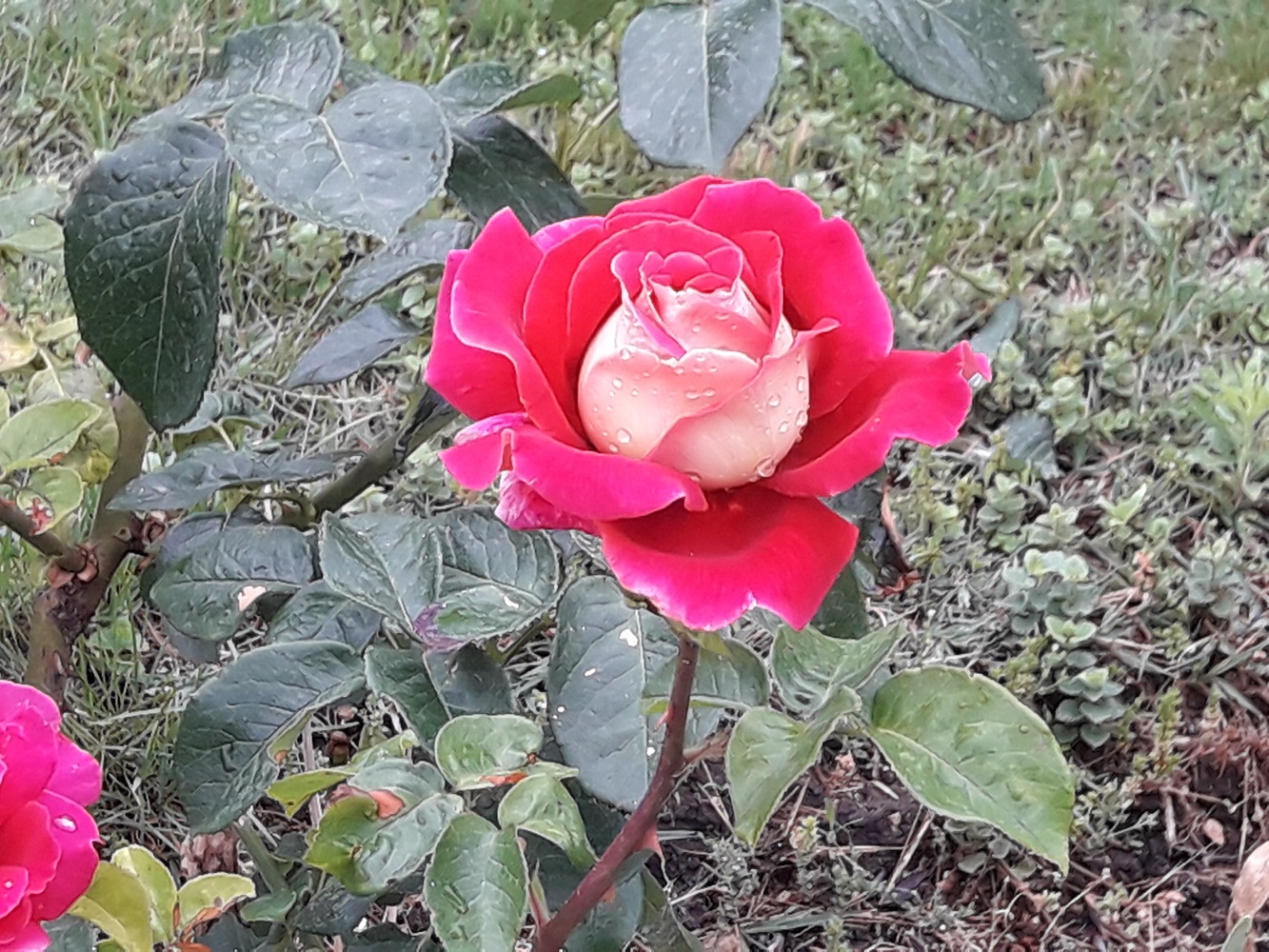 Rose bed