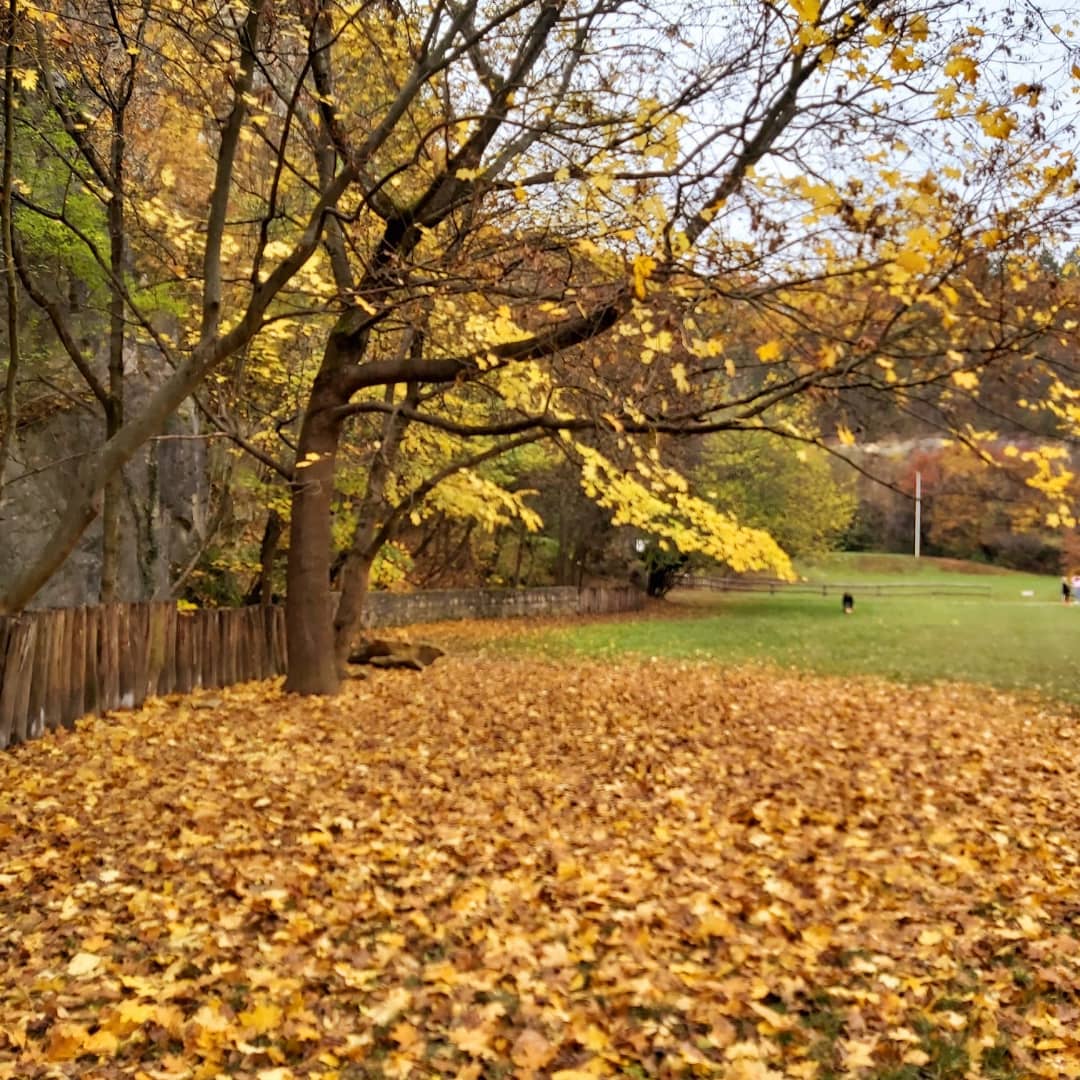 tree10