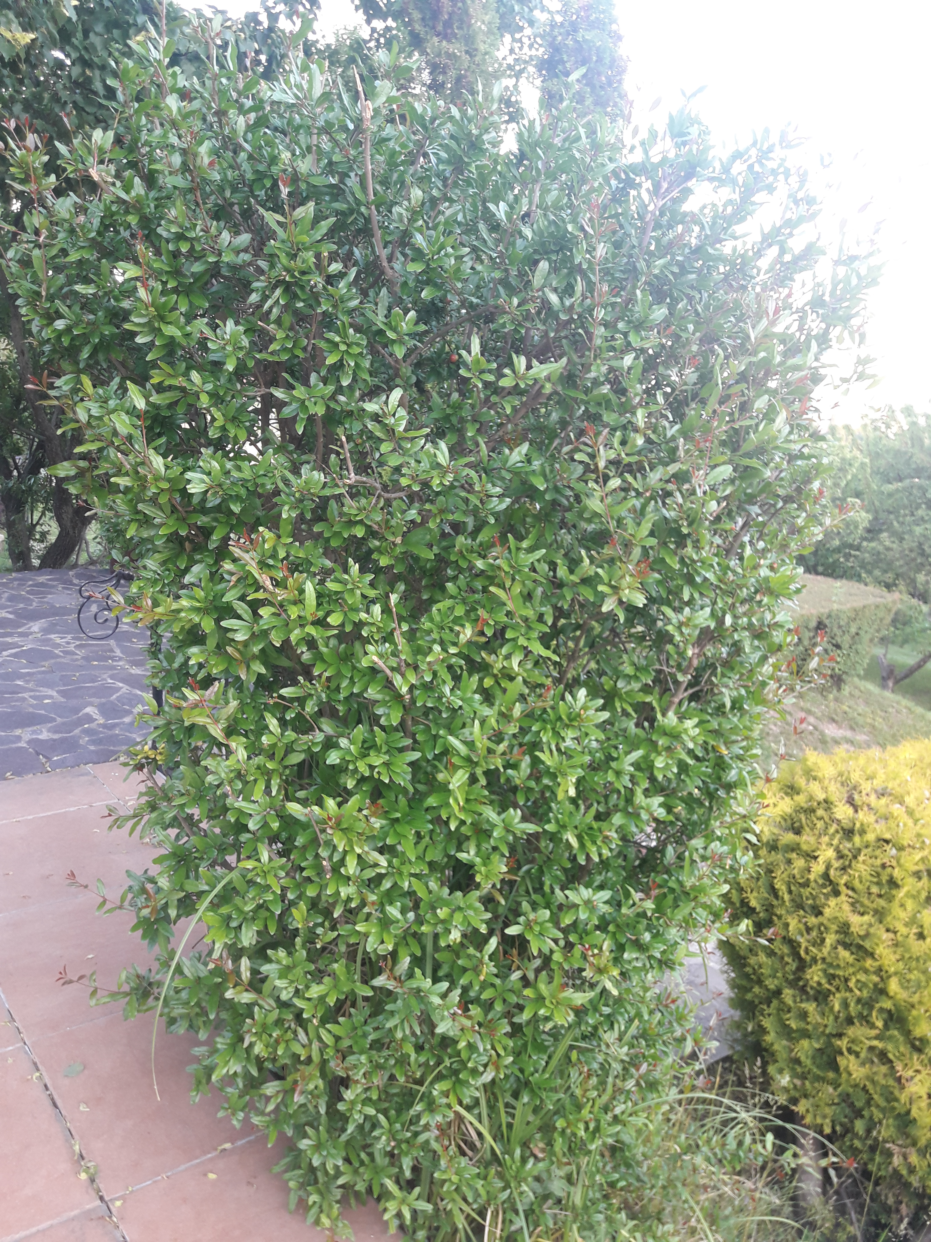 tree2